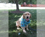 Small #3 Golden Retriever