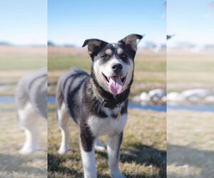 Collie-Unknown Mix Dogs for adoption in Sandy, UT, USA