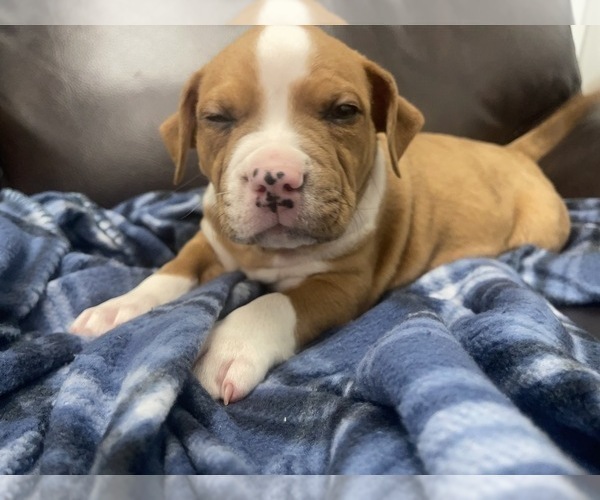 Medium Photo #72 American Bully Puppy For Sale in REESEVILLE, WI, USA