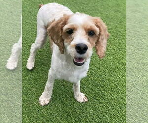 Cocker Spaniel-Poodle (Miniature) Mix Dogs for adoption in Alexander, AR, USA
