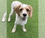 Small Cocker Spaniel-Poodle (Miniature) Mix