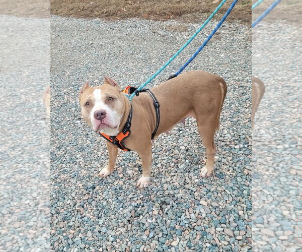 Medium Photo #7 American Staffordshire Terrier-Unknown Mix Puppy For Sale in Spotsylvania, VA, USA