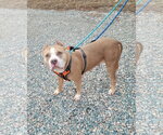 Small #6 American Staffordshire Terrier Mix