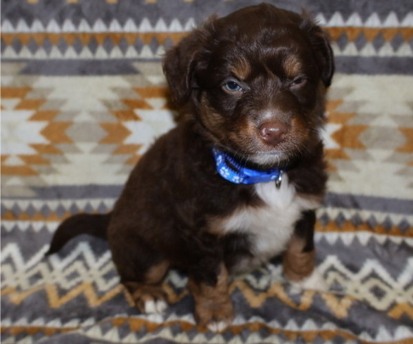 Medium Photo #1 Miniature Australian Shepherd Puppy For Sale in ADAIR VILLAGE, OR, USA