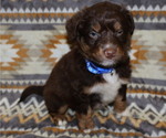 Puppy Rocket Miniature Australian Shepherd