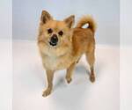Small #4 Pomeranian Mix