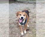 Small #9 Beagle Mix
