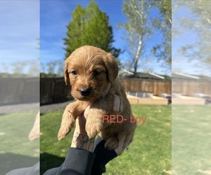 Medium Australian Labradoodle