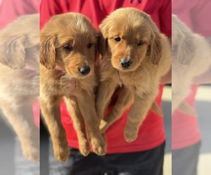 Golden Retriever Puppy for sale in DIX, IL, USA