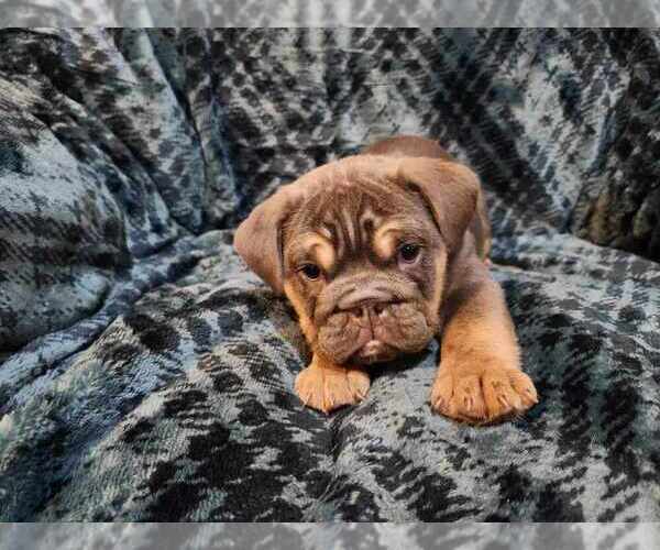 Medium Photo #1 English Bulldog Puppy For Sale in STRAFFORD, MO, USA