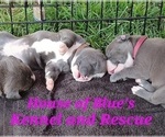 Small #11 American Pit Bull Terrier
