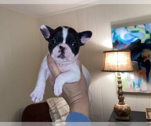 Medium Photo #3 French Bulldog Puppy For Sale in GAINESVILLE, GA, USA