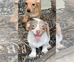 Small Photo #7 Mutt Puppy For Sale in Dana Point, CA, USA