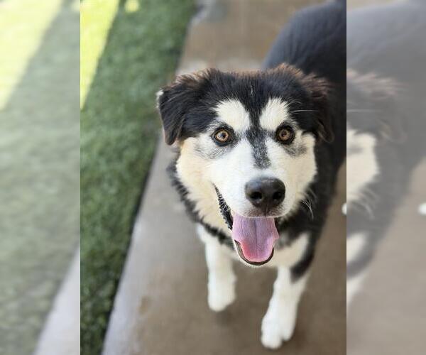 Medium Photo #1 Siberian Husky-Unknown Mix Puppy For Sale in Chula Vista, CA, USA
