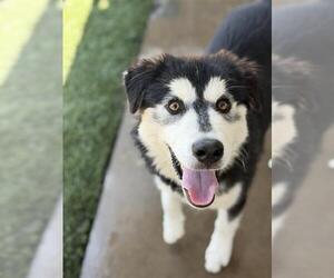 Siberian Husky-Unknown Mix Dogs for adoption in Chula Vista, CA, USA
