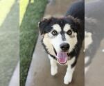 Small Siberian Husky Mix