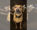 Small Labrador Retriever Mix