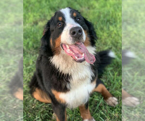 Mother of the Bernese Mountain Dog puppies born on 06/12/2021