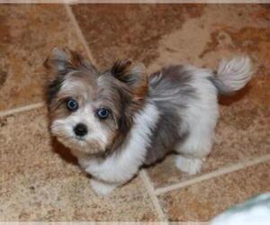 Father of the YorkiePoo puppies born on 03/02/2026