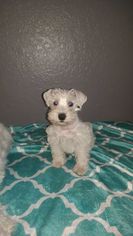 Schnauzer (Miniature) Puppy for sale in AUBURNDALE, FL, USA