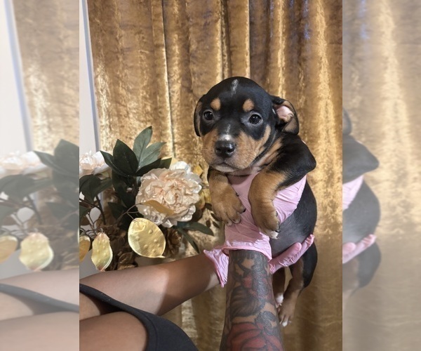 Medium Photo #7 American Bully Puppy For Sale in SEVERN, MD, USA