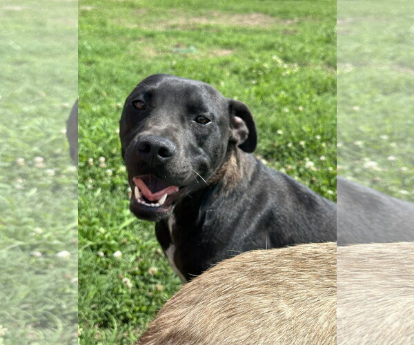 Medium Photo #4 American Pit Bull Terrier-Unknown Mix Puppy For Sale in Corning, AR, USA