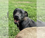 Small #3 American Pit Bull Terrier Mix