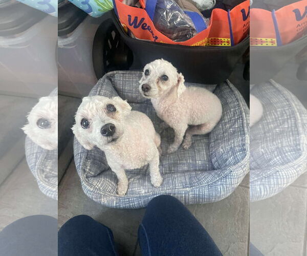 Medium Photo #2 Mutt Puppy For Sale in pomfret, CT, USA