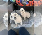 Small #1 Mutt