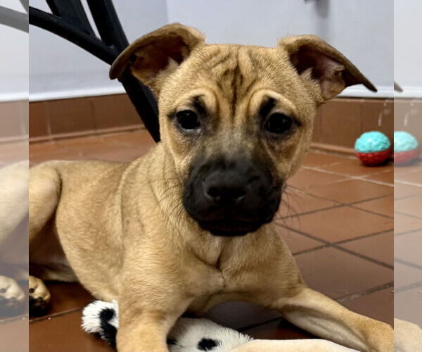 Medium Photo #2 Chug Puppy For Sale in Jefferson, NJ, USA