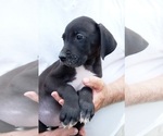 Puppy Thor Great Dane
