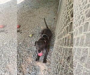 American Pit Bull Terrier-Unknown Mix Dogs for adoption in Albemarle, NC, USA