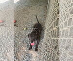 Small American Pit Bull Terrier Mix