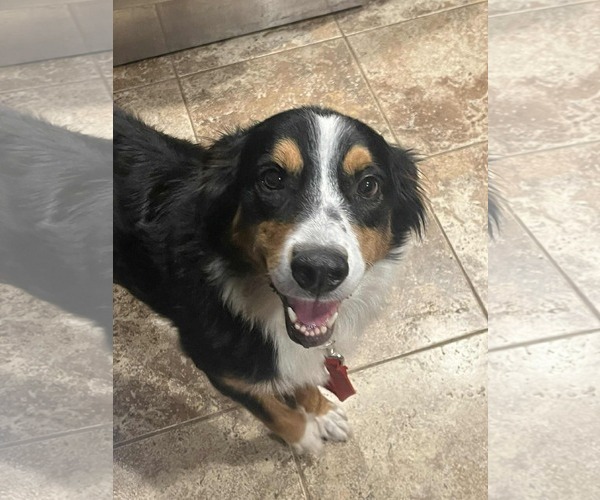 Medium Photo #2 Australian Mountain Dog Puppy For Sale in Germantown, OH, USA