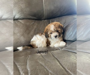 Zuchon Puppy for Sale in BLOOMFIELD, Indiana USA