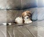 Small Zuchon