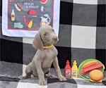 Small #4 Weimaraner