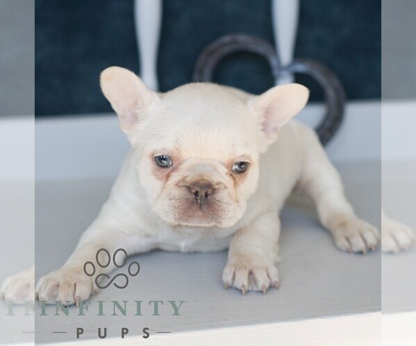 Medium Photo #3 French Bulldog Puppy For Sale in GORDONVILLE, PA, USA