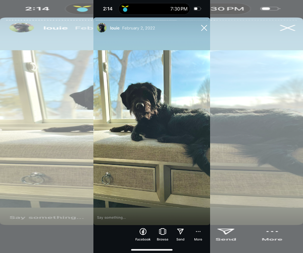 Medium Photo #4 Miniature Labradoodle Puppy For Sale in Buffalo, MN, USA