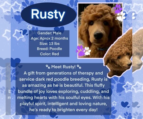 Medium Photo #1 Poodle (Standard) Puppy For Sale in Rancho Cordova, CA, USA