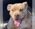 Small Photo #2 Mutt Puppy For Sale in Martinez, CA, USA