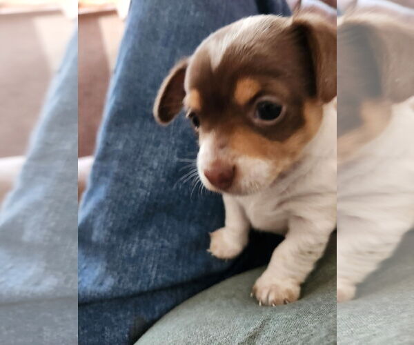 Medium Photo #3 Dachshund Puppy For Sale in Sioux Falls, SD, USA