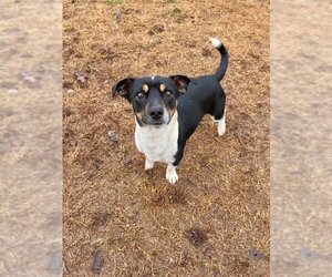 Jack-Rat Terrier Dogs for adoption in Pacolet, SC, USA