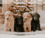 Small Photo #1 Goldendoodle (Miniature) Puppy For Sale in ROCKWOOD, TN, USA
