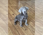 Small Photo #1 Labrador Retriever Puppy For Sale in FELTON, PA, USA