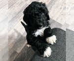 Small Photo #67 Golden Mountain Doodle  Puppy For Sale in REYNOLDSBURG, OH, USA