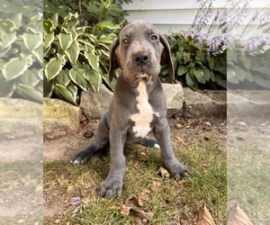 Great Dane Puppy for sale in MIDDLEBURY, IN, USA