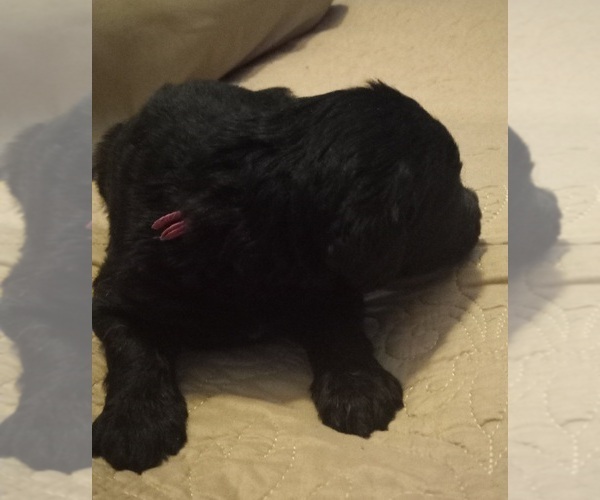 Medium Photo #16 Labradoodle Puppy For Sale in JEFFERSONTOWN, KY, USA