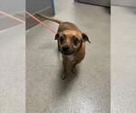 Small Chihuahua Mix
