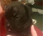 Small Photo #9 Cane Corso Puppy For Sale in MOORESVILLE, NC, USA